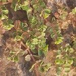 Image result for Euphorbia inaequilatera