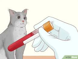 � some cats will also become aggressive because they are bored, don't have enough stimulation, and so they are trying to get your attention to draw you into play. How To Give Antidepressants To Cats With Behavior Problems