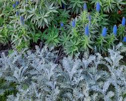 Image result for Centaurea praecox