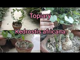 Image result for Kedrostis africana