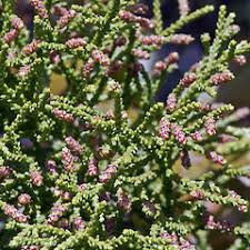 Image result for Xerophyta kirkii