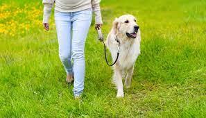 Maybe you would like to learn more about one of these? How I Stopped My Dog From Pulling On The Leash Puppy Leaks