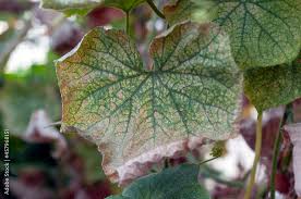 Image result for thrips damage on cucumber