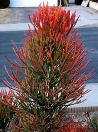 Check spelling or type a new query. Fire Sticks Pencil Cactus Live Succulent 4 Inch Gardening Plants Plant Accessories Kromasol Com