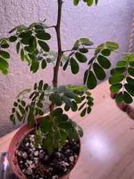 Image result for Acacia burkei