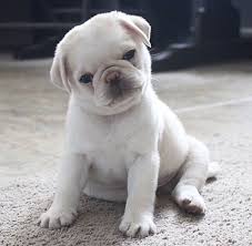 The cost to buy a pug varies greatly and depends on many factors such as the breeders' location, reputation, litter size, lineage of the puppy, breed popularity. White Pug Pug Sweet Cuties Adorable Puppy Pug Puppy Dog Price List In India 2019 Find Your Budget Friendly Dog Online Puppy Sca Baby Pugs Puppies Pug Puppies