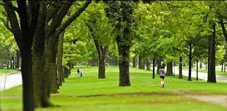 Trees remove a significant amount of carbon dioxide from the air. Benefits Of Trees Minnesota Pollution Control Agency