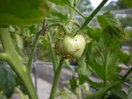 Finding Leaf Footed Bugs In Your Tomatoes Harris County Horticulture Blog