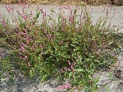 Image result for Persicaria hystricula