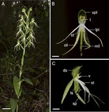 Image result for Bonatea antennifera