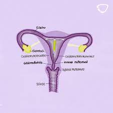 Hormonspirale Die Ideale Verhutung Cyclotest De