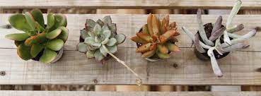 Maybe you would like to learn more about one of these? Espoma 6 Easy To Grow Indoor Succulents Espoma