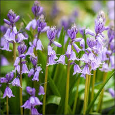 Check spelling or type a new query. 5 Invasive Perennials You May Regret Planting Gardening Tips