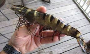 Jenis darah apa yang dimiliki oleh udang. Pupuk Organik Udang Kali Ini Saya Akan Membahas Topik Tentang Udang Yaitu Tentang Jenis Jenis Udang Akan Membahas Jenis Udang Yang Banyak Beredar Di Pasar Indonesia Berikut Adalah Jenis Udang Tersebut 1