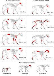 Le lion lâche sa proie après un coup de feu. Pleistocene Panthera Leo Spelaea Goldfuss 1810 Remains From The Balve Cave Nw Germany A Cave Bear Hyena Den And Middle Palaeolithic Human Cave And Review Of The Sauerland Karst Lion Cave Sites