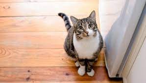 The Domestic Shorthair Cat Lifespan My British Shorthair
