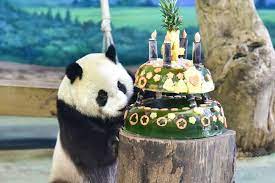 7月10日 cns 訂正 中国から台湾へ贈られたパンダ 団団 tuan tuan の子ども 圓仔 yuan zai が6日 4歳の誕生日を迎え 台北 taipei 市立動物園では 誕生日パーティーが開かれた cute panda panda bear panda