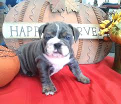 See our available english bulldog puppies for sale & adopt your own today! Pricing Planet Merle English Bulldogs Home Of The Fully Suited And Merle English Bulldogs