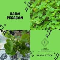 Maybe you would like to learn more about one of these? Daftar Harga Bibit Tanaman Pegagan Antanan Bulan Juli 2021