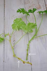 初夏と秋はゼラニウムの挿し木シーズン Lovegreen ラブグリーン