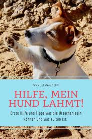 Dein hund kann sich auf der treppe verloren fühlen, also locke ihn mit einem leckerli wieder runter. Hilfe Mein Hund Lahmt Und Humpelt Was Sind Die Ursachen Und Was Ist Zu Tun Leswauz