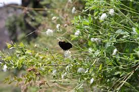 Image result for Scabiosa drakensbergensis