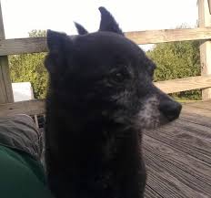 Supervisor of animal health and public safety means the supervisor of animal health and public safety. Goofy Gus Great Little Pomeranian Mix For Adoption Near Kansas City Missouri Pet Re Homing Pet Adoptions Pet Taxi Services Pet Cleaning