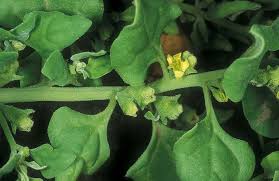 Image result for Tetragonia spicata