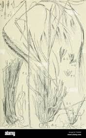 Image result for Andropogon schirensis