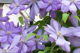 Once the flowers die back, each plant develops pods like seed heads. How To Grow Native Vines In Your Yard For Privacy