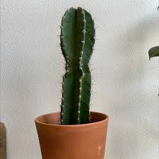Image result for Cereus jamacaru