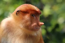 Image result for MONKEYS
