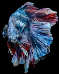 My Photo Shooting By Nikon D750 Tokina 100 Macro Bettafish Halfmoon Movement Aquarium Fish Beautiful Fish Siamese Fighting Fish