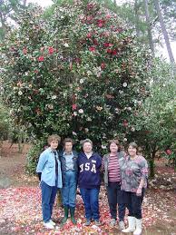 Check spelling or type a new query. Camellia Garden At The Hammond Research Station