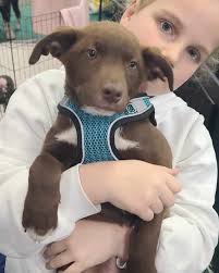Brown Paws Dog Rescue added a new...
