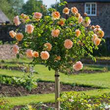 We did not find results for: Aiden Gardens Rare Grafted English Tree Rose Plant Port Sunlight Deep Apricoat Color 1 Healthy Live Plant Amazon In Garden Outdoors