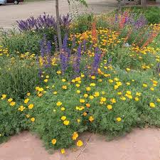 By ellen zachos | september 2, 2001. Customer Garden A Drought Resistant Garden From Scratch In Fort Collins Colorado High Country Gardens