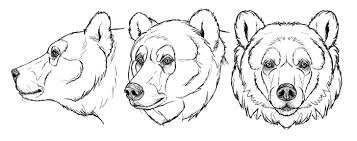 How To Draw Bears Big Fluffy Clumsy Bear Drawing Bear Sketch Bear Art