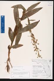Image result for Habenaria tweedieae