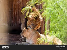 .pictures to create lion and lioness ecards, custom profiles, blogs, wall posts, and lion and lioness scrapbooks, page 1 of 1. Lion Lioness Romance Image Photo Free Trial Bigstock