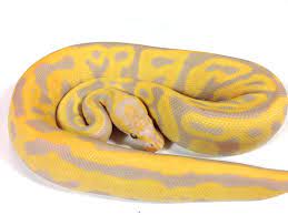 Leopard Candy Morph List World Of Ball Pythons Ball Python Morphs Ball Python Snake Lovers