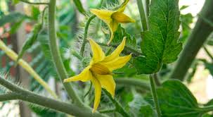 Small, yellow flowers will begin to grow on the tomato plant around the point when the vines. How To Hand Pollinate Your Tomato Flowers
