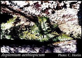 Image result for Asplenium aethiopicum