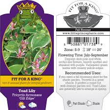 Image result for Triumfetta tenuipedunculata