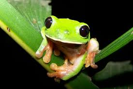 These little green gems inhabit large areas along the south east coast of north america. Morelet S Tree Frog Wikipedia