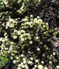 Image result for Nidorella ivifolia