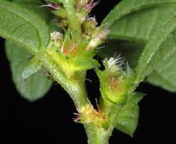 Image result for Acalypha segetalis