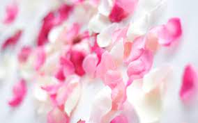 2807 pink flower hd wallpapers and background images. Free Download Pink Orchid Flowers Wallpapers Hd Wallpapers 2560x1600 For Your Desktop Mobile Tablet Explore 68 Flower Pink Wallpaper Pink Flowers Wallpapers For Desktop Cute Pink Flowers Wallpaper Free