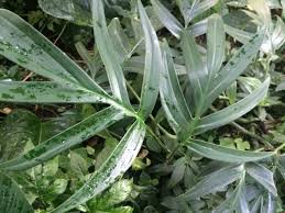 Monstera Subpinnata Bot Garten Munchen