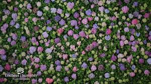 Find out how to fix the problems so that you can grow these beautiful flowers in your garden. Endless Summer Hydrangeas The Reblooming Hydrangea Kelly Elko